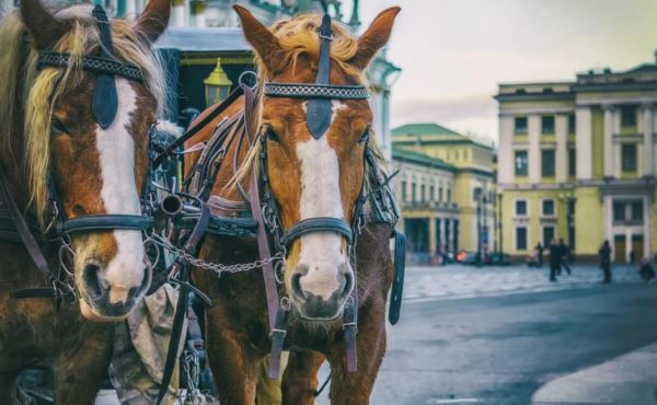 В российских городах хотят запретить использование лошадей