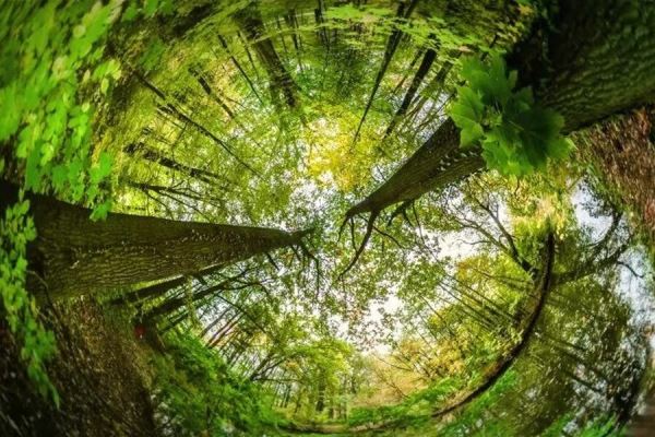 “Лесохранитель” встал на лесной дозор в Хабаровском крае