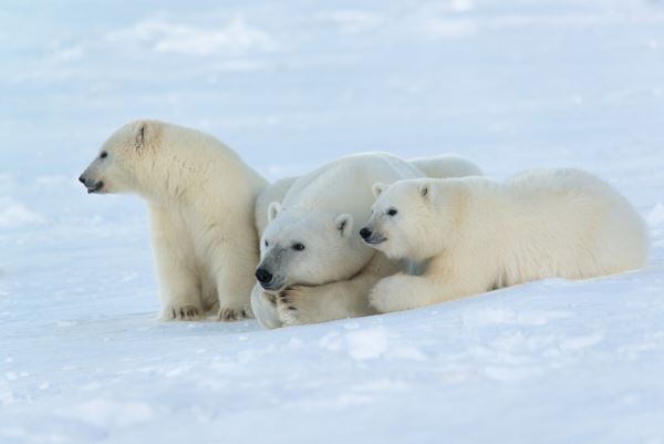 <br />
						Проблемы биоразнообразия в Арктике обсудят на ПМЭФ
