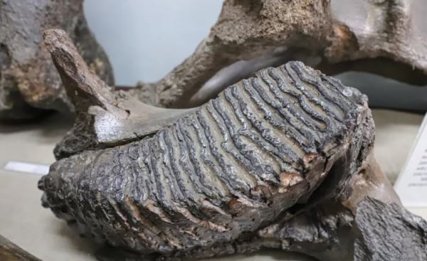 <br />
						На уральской реке Миасс обнаружены редкие останки рептилий возрастом 45 млн лет