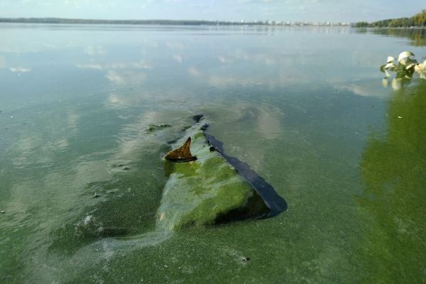 Рыба поможет справиться с сине-зелеными водорослями Шершневского водохранилища