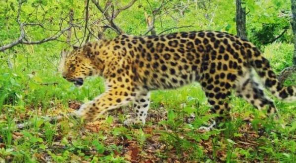 В Приморье провели первое в мире переселение дальневосточного леопарда