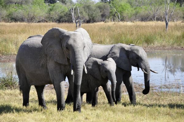 <br />
						20 июня – Всемирный день защиты слонов в зоопарках: животные не должны жить в неволе