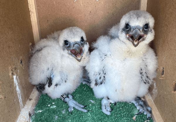 <br />
						В Алтае в природу выпустили семь птенцов редкого сокола-балобана